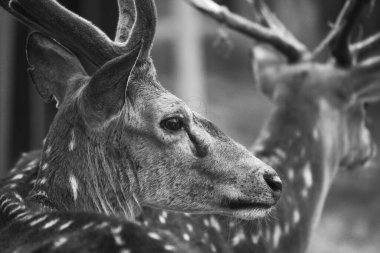  Güneşli kırmızı geyik, cervus elaphus, yaz doğasında kameraya bakan yeni boynuzlu geyik. Kopya alanı olan otçulları yan görüş alanından uyar. Kahverengi kürklü vahşi hayvan saman tarlasında gözcülük yapıyor.