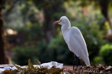 Bubulcus ibis ya da Heron (İngilizce: Bubulcus ibis veya Hermonly known as the Cattle Egret), balıkçılgiller (Felidae) familyasından tropiklerde, subtropik bölgelerde ve ılıman bölgelerde yaşayan bir balıkçıldır. Bubulcus, Bubulcus cinsinin tek üyesidir., 