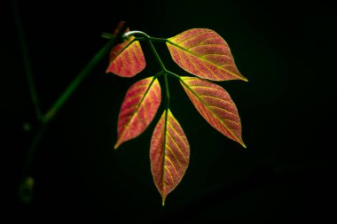  Tropikal yağmur ormanları yaprak bitkileri çalılıkları (eğreltiotu, yeşil yapraklar, fildişi ve tropik bitkiler) yumuşak arka planda tropikal bahçede, yeşil çeşitlendirilmiş yapraklar doğa çerçevesi arka planında. Fotosentez ve kök, çekim sistemi