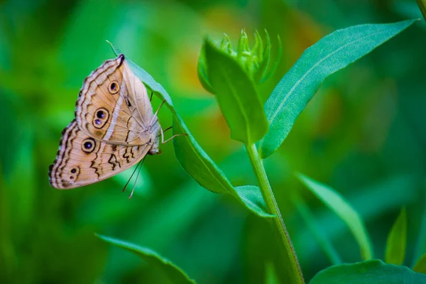 Junonia Almana Павлиньи Пансы Вид Нехалидской Бабочки Найденный Южной Азии — стоковое фото