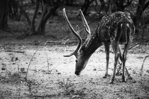 Güneşli Kırmızı Geyik Cervus Elaphus Yaz Doğasında Kameraya Bakan Yeni — Stok fotoğraf