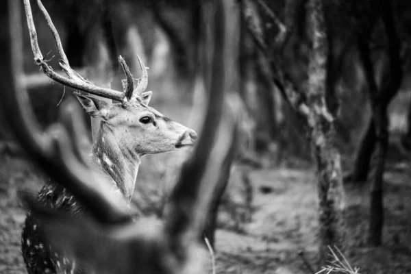 Güneşli Kırmızı Geyik Cervus Elaphus Yaz Doğasında Kameraya Bakan Yeni — Stok fotoğraf