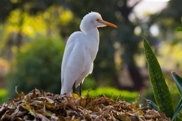 Bubulcus Ibis Heron Commonly Una Specie Cosmopolita Airone Che Vive — Foto Stock