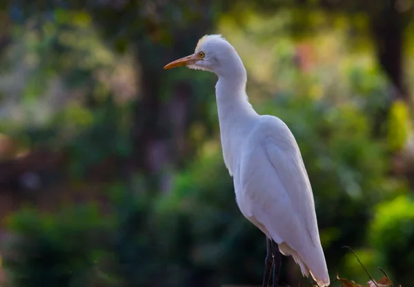 Bubulcus Ibis Heron Engels Bubulcus Ibis Heron Een Reiger Uit — Stockfoto