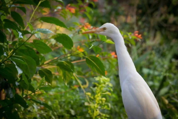 Bubulcus Ibis Heron Common Known Cattle Egret Космополітичний Вид Зустрічається — стокове фото