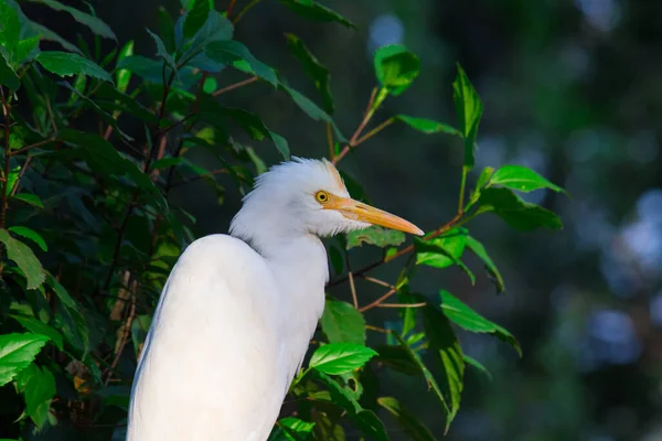 Bubulcus Ibis Heron Powszechnie Znany Jako Bydło Egret Jest Kosmopolitycznym — Zdjęcie stockowe