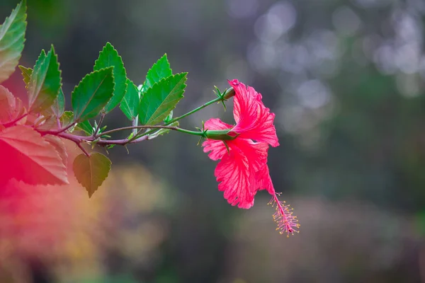 モールベ科のハイビスカスの花です 中国ハイビスカス 中国のハイビスカス 中国のバラ ハワイのハイビスカス インドの公共公園で春の間に満開の湿原や靴ブラック植物として知られているハイビスカスRosa Sinensis — ストック写真
