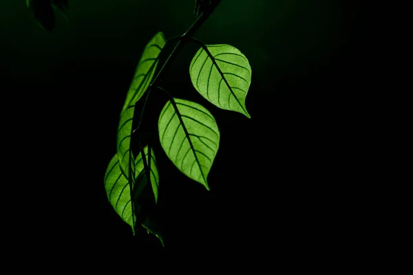 Plantas Follaje Selva Tropical Arbustos Helechos Hojas Verdes Filodendros Hojas —  Fotos de Stock