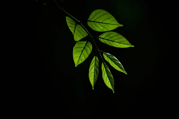 热带热带雨林树叶植物灌木 水仙和热带植物叶子 背景柔软 叶型为绿色 叶型多样 自然模式 森林背景 光合作用和茎 芽系统 — 图库照片
