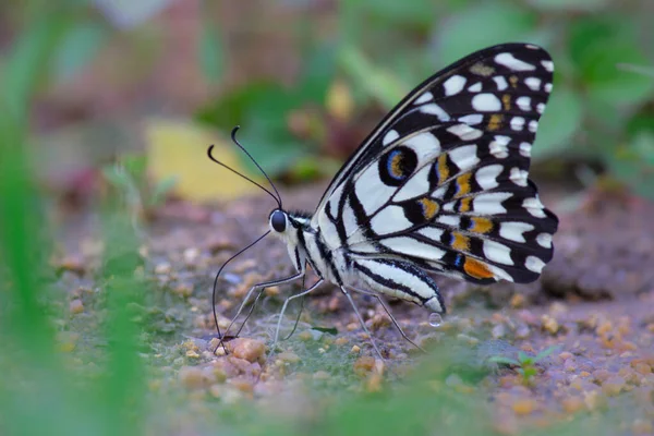 Papilio Demoleus Common Widespread Swallowtail Butterfly Butterfly Also Known Lime — Stock Photo, Image