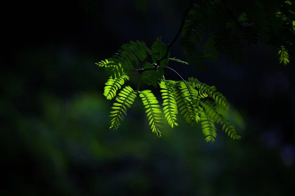 Tropical Rainforest Foliage Plants Bushes Ferns Green Leaves Philodendrons Tropic — Stock Photo, Image