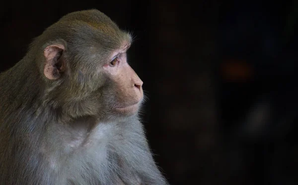 Monkey Portrait Wildlife Sitting Tree Tropical Forest Monkey Nature Rhesus — Stock Photo, Image