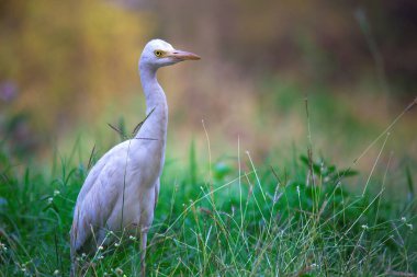 Bubulcus ibis ya da Heron (İngilizce: Bubulcus ibis veya Hermonly known as the Cattle Egret), balıkçılgiller (Felidae) familyasından tropiklerde, subtropik bölgelerde ve ılıman bölgelerde yaşayan bir balıkçıldır. Bubulcus, Bubulcus cinsinin tek üyesidir., 