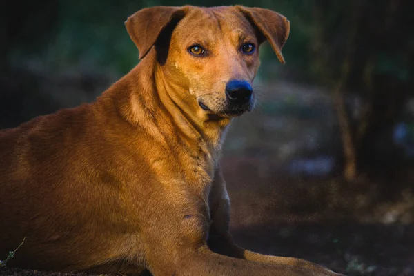 Den Tamhund Domesticerad Ättling Till Vargen Hunden Härstammar Från Urgammal — Stockfoto