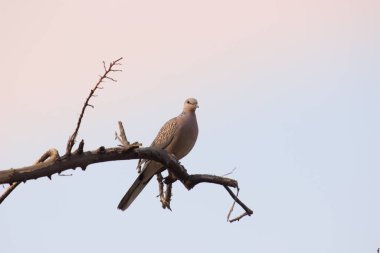 Doğu kaplumbağa güvercini ya da paslı kaplumbağa güvercini, güvercinler ve güvercinler olan Columbidae familyasının bir üyesidir. Türün Avrupa, Asya 'dan Japonya' ya kadar geniş bir yerel dağılımı vardır..