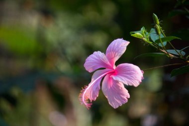 Hibiscus, Malvaceae familyasından bir bitki cinsidir. Dünya çapında ılıman, subtropikal ve tropikal bölgelere özgü birkaç yüz türden oluşan cins oldukça büyüktür.