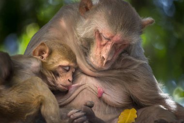 Rhesus anne maymunu bebeğiyle kestiriyor ya da yazın öğleden sonra Hindistan 'da bir parkta ağaç gölgesinde uyuyor.