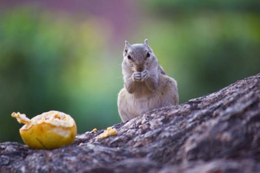 Sincaplar Sciuridae familyasının küçük ya da orta büyüklükteki kemirgenleri içeren üyeleridir. Diğer kemirgenler arasında ağaç sincapları, yer sincapları, sincaplar, dağ sıçanları, uçan sincaplar ve çayır köpekleri var.