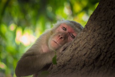 Rhesus makakı maymunu, primat ya da Macaca mulatta olarak da bilinir. Yaz öğleden sonra Hindistan 'daki bir parktaki ağaç gövdesinde kestirir ya da uyur.