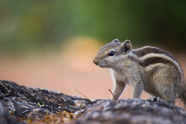 Sincaplar Sciuridae familyasının küçük ya da orta büyüklükteki kemirgenleri içeren bir ailesidir. Sincap familyasına ağaç sincapları, yer sincapları, sincaplar, dağ sıçanları, uçan sincaplar ve diğer kemirgenler arasında çayır köpekleri de dahildir..