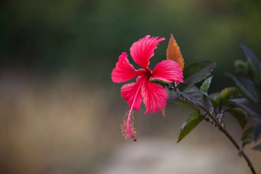 Malvaceae familyasından Hibiscus çiçeği. Hibiscus rosa-sinensis, bilinen adıyla Ayakkabı Çiçeği veya halk dilinde Çin amblemi, Çin gülü, Hawaii amblemi, gül tozu ve Hindistan 'daki bir halk parkında bahar mevsiminde çiçek açan ayakkabı boyası.