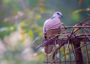 Doğu kaplumbağa güvercini ya da paslı kaplumbağa güvercini, güvercinler ve güvercinler olan Columbidae familyasının bir üyesidir. Türün Avrupa, Asya 'dan Japonya' ya kadar geniş bir yerel dağılımı vardır..
