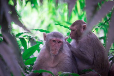 Vahşi hayatta tropikal ormandaki ağacın altında oturan maymun portresi. Doğadaki maymun. Rhesus macaque maymunu. Maymunların yakın plan portresi. Maymun Hindistan 'ın doğal ormanlarında yaşar. Komik maymun neşeli bir şekilde kameraya bakıyor..