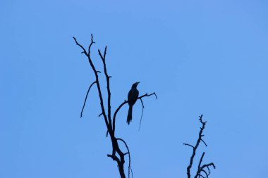 Kara Drongo, Dicrurus makrocercus, arka plandaki mavi gökyüzüne karşı ağacın en üst dalında oturuyor.