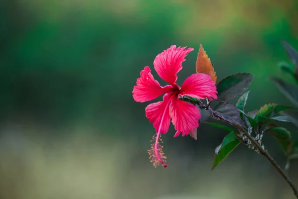 Hibiscus Flower Mallow Family Malvaceae Hibiscus Rosa Sinensis Conocida Como — Foto de Stock