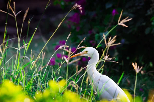 Bubulcus Ibis Heron Κοινώς Γνωστό Egret Βοοειδών Είναι Ένα Κοσμοπολίτικο — Φωτογραφία Αρχείου