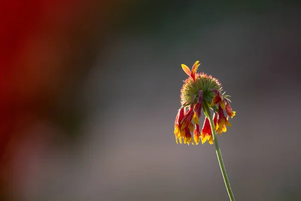 ガイヤルディア アリスタ Gaillardia Alistata または毛布花 満開の赤黄色の花 インドの公園で ひまわり科の一般的な毛布花の開花植物 — ストック写真
