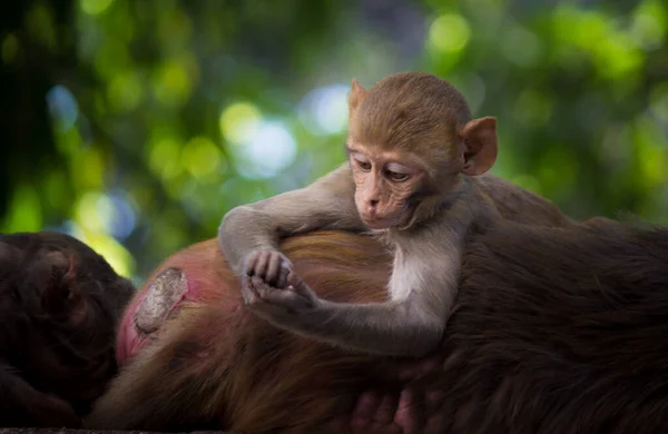 Monkey Portrait Wildlife Sitting Tree Tropical Forest Monkey Nature Rhesus — Stock Photo, Image