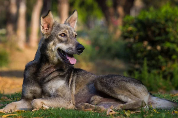 Cão Doméstico Descendente Domesticado Lobo Cão Derivou Lobo Antigo Extinto — Fotografia de Stock