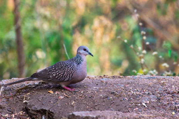 Tortora Orientale Tortora Rustica Membro Della Famiglia Degli Uccelli Columbidae — Foto Stock