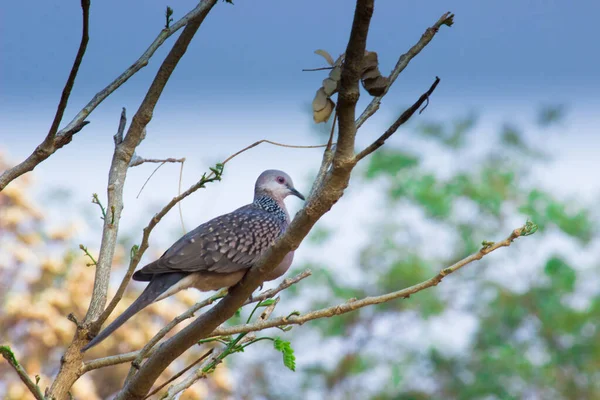 The oriental turtle dove or rufous turtle dove is a member of the bird family Columbidae -the doves and pigeons. The species has a wide native distribution range from Europe, east across Asia to Japan.