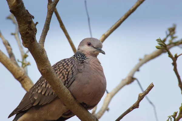 The oriental turtle dove or rufous turtle dove is a member of the bird family Columbidae -the doves and pigeons. The species has a wide native distribution range from Europe, east across Asia to Japan.