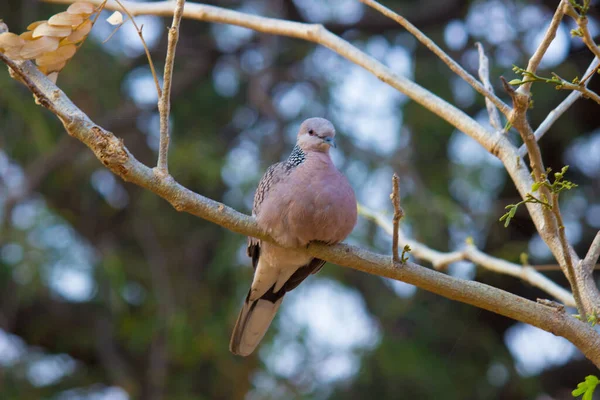 오리엔트 비둘기 Oriental Turtle Dove 까마귀 Columbidae 비둘기와 비둘기의 일종이다 — 스톡 사진