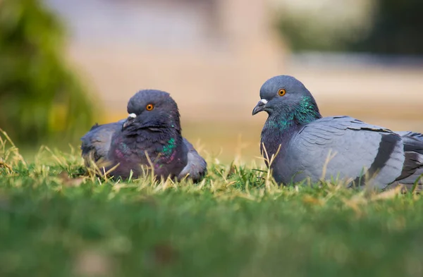 Indian Pigeon Rock Dove Кам Яний Голуб Кам Яний Голуб — стокове фото