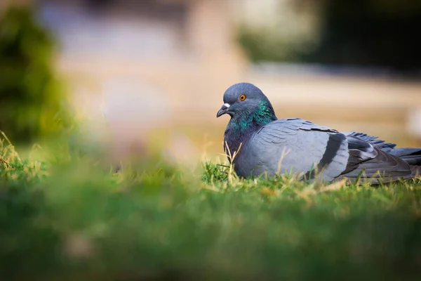 Indian Pigeon Rock Dove Holubice Skalní Holub Skalní Nebo Holub — Stock fotografie