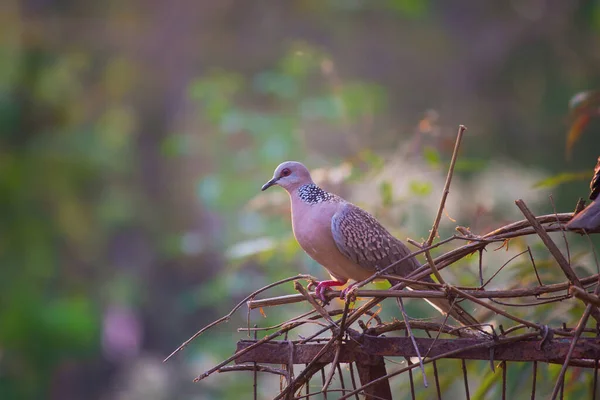 The oriental turtle dove or rufous turtle dove is a member of the bird family Columbidae -the doves and pigeons. The species has a wide native distribution range from Europe, east across Asia to Japan.