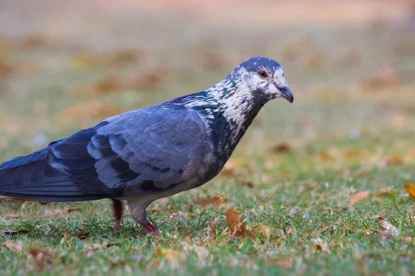 Индийский Голубь Каменный Голубь Indian Pigeon Rock Dove Голубь Скальный — стоковое фото