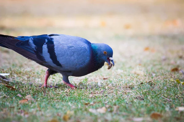 Indian Pigeon Rock Dove Holubice Skalní Holub Skalní Nebo Holub — Stock fotografie