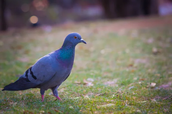 Indian Pigeon Rock Dove Кам Яний Голуб Кам Яний Голуб — стокове фото