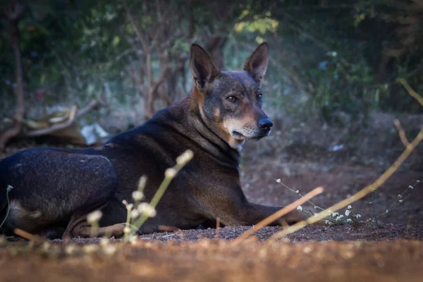 Cão Canis Lupus Familiaris Mamífero Doméstico Família Canidae Carnivora Uma — Fotografia de Stock
