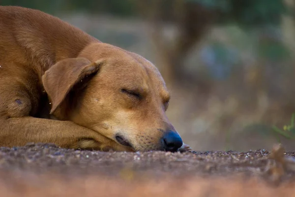 Cão Canis Lupus Familiaris Mamífero Doméstico Família Canidae Carnivora Uma — Fotografia de Stock