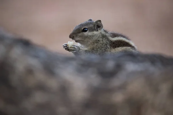 一只印度棕榈松鼠侧卧坐在树干上 在柔软模糊的背景下吃东西 — 图库照片