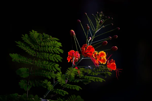 Delonix Regia Jest Gatunkiem Rośliny Kwitnącej Rodziny Fabaceae Podrodziny Caesalpinioideae — Zdjęcie stockowe