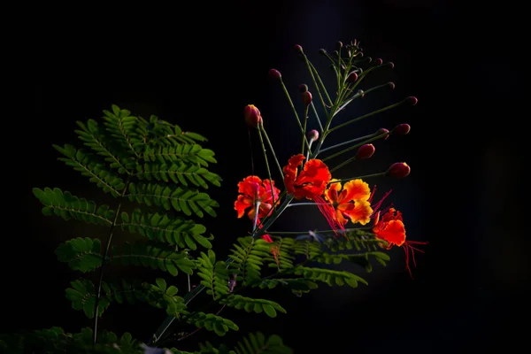 Delonix Regia Uma Espécie Angiospermas Família Fabaceae Subfamília Caesalpinioideae Conhecido — Fotografia de Stock