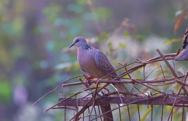 The oriental turtle dove or rufous turtle dove is a member of the bird family Columbidae -the doves and pigeons. The species has a wide native distribution range from Europe, east across Asia to Japan.