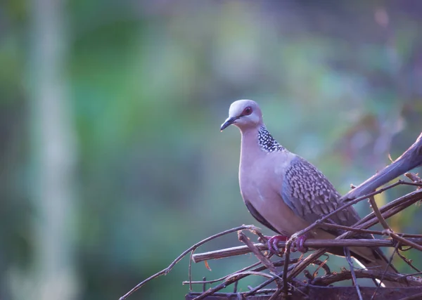 The oriental turtle dove or rufous turtle dove is a member of the bird family Columbidae -the doves and pigeons. The species has a wide native distribution range from Europe, east across Asia to Japan.